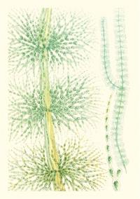 Algues d'eau douce